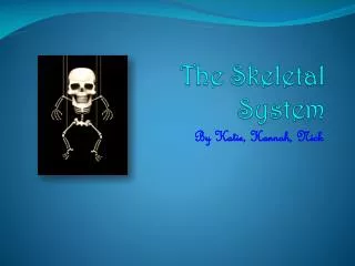 The Skeletal System