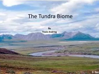 The Tundra Biome