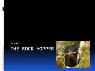 The rock hopper penguin