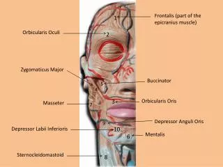 Frontalis (part of the epicranius muscle)
