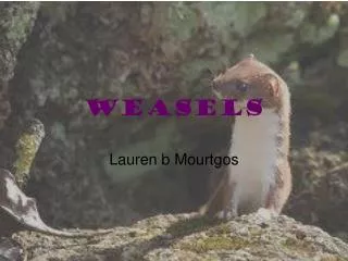 weasels