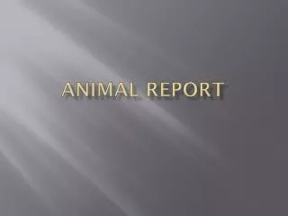 Animal report