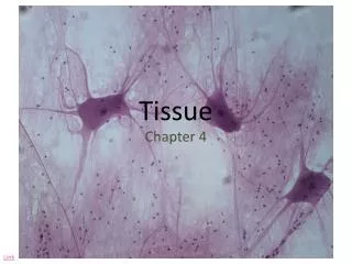 Tissue