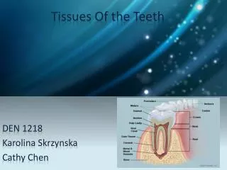 Tissues Of the Teeth