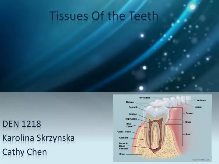 tissues of the teeth