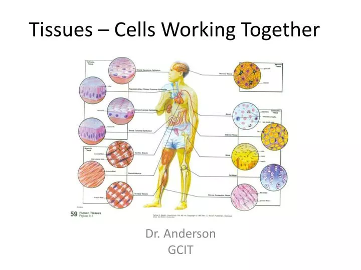 tissues cells working together