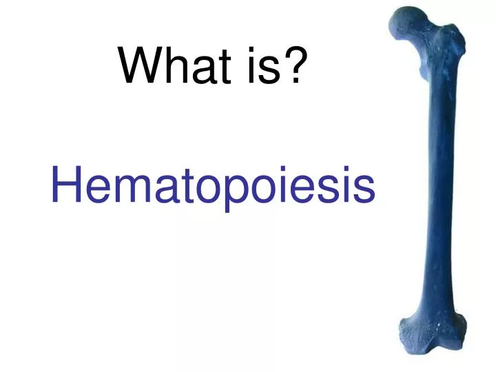 what is hematopoiesis