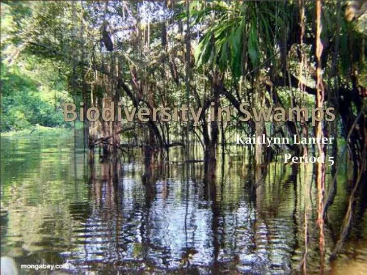 biodiversity in swamps