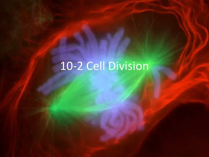 10 2 cell division