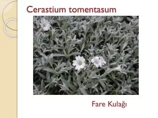 Cerastium tomentasum