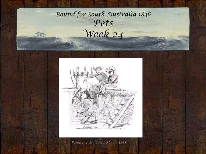bound for south australia 1836 pets week 24
