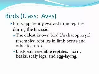 Birds (Class: Aves)