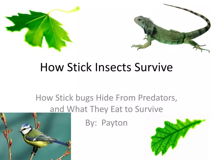 how stick insects survive