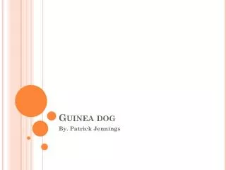 Guinea dog
