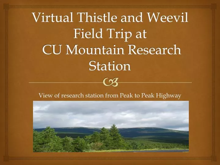 virtual thistle and w eevil field trip at cu mountain research station