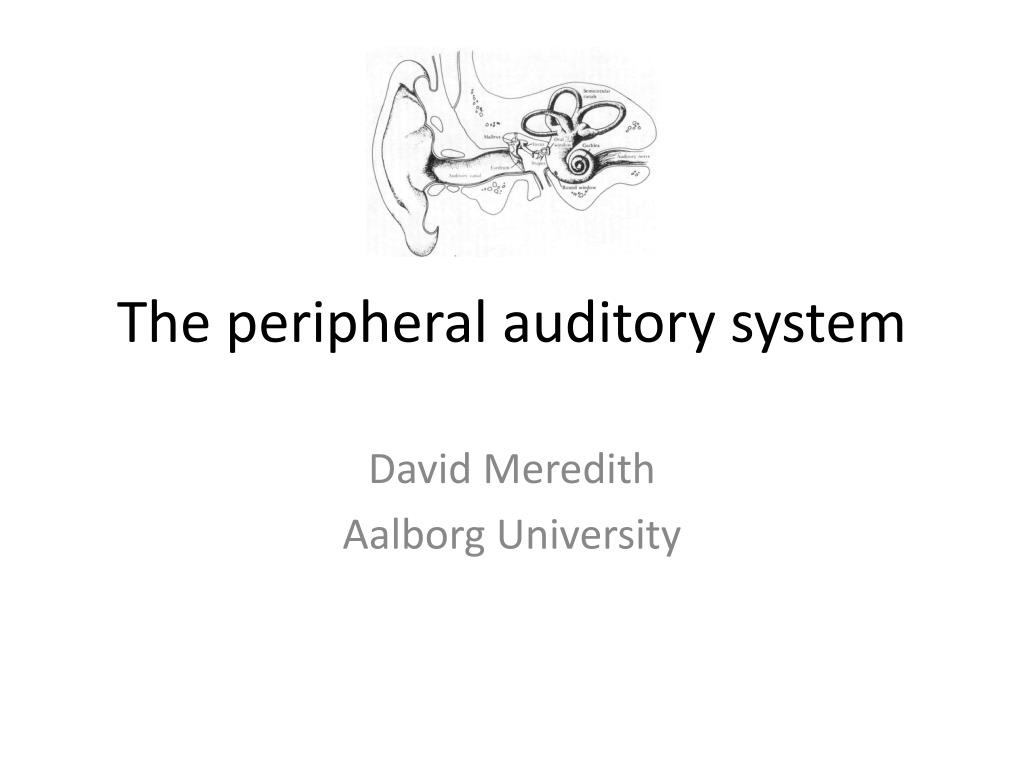 PPT - The peripheral auditory system PowerPoint Presentation, free ...