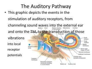 The Auditory Pathway