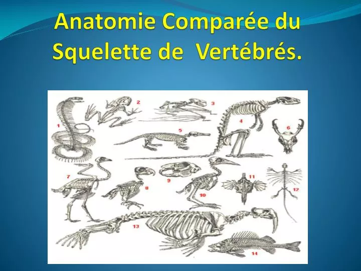 anatomie compar e du squelette de vert br s
