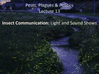Pests, Plagues &amp; Politics Lecture 13 Insect Communication: Light and Sound Shows