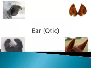 Ear ( Otic )