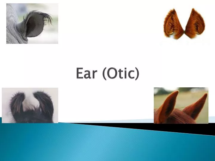 ear otic