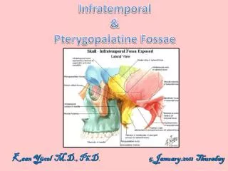 Infratemporal &amp; Pterygopalatine Fossae