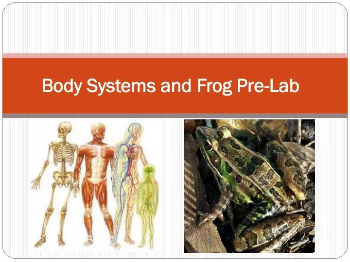 body systems and frog pre lab