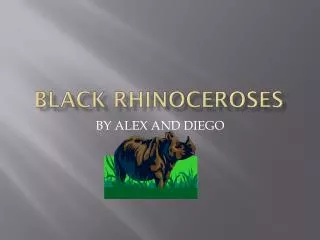 Black Rhinoceroses