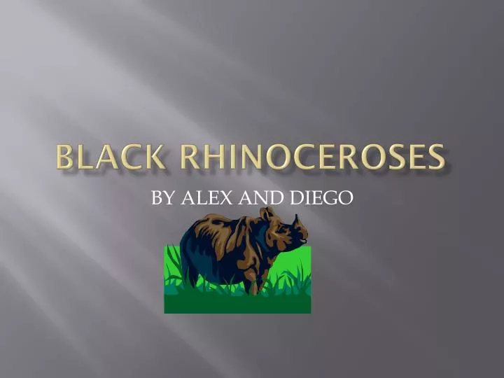 black rhinoceroses