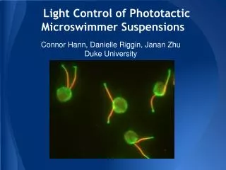 Light Control of Phototactic Microswimmer Suspensions