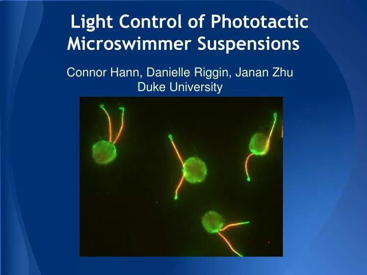 light control of phototactic microswimmer suspensions