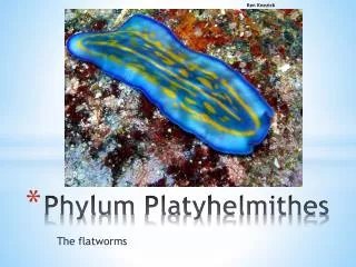 Phylum Platyhelmithes