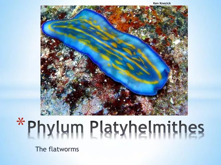 phylum platyhelmithes