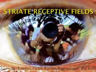 Striate receptive fields