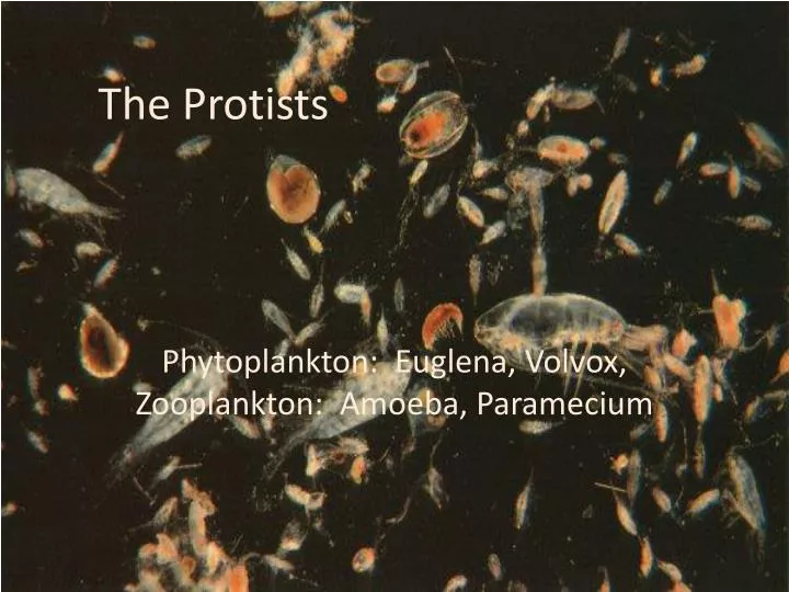 the protists