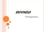 PPT - SALMONELLA PowerPoint Presentation, Free Download - ID:9648997