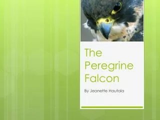 The Peregrine Falcon