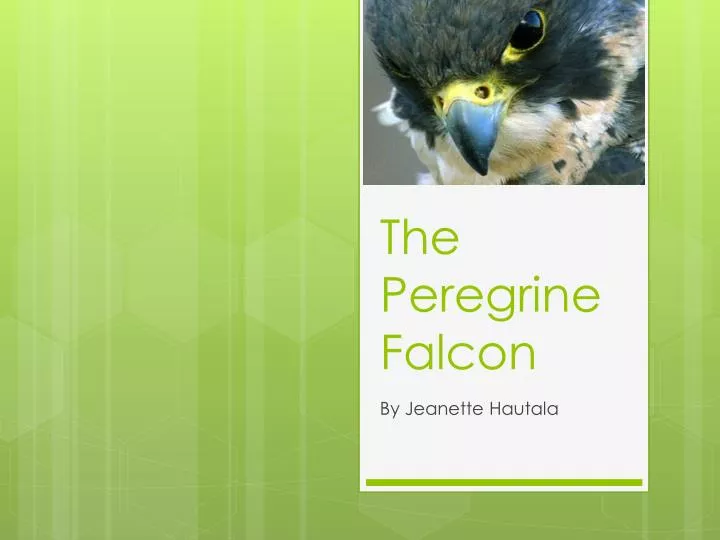 the peregrine falcon