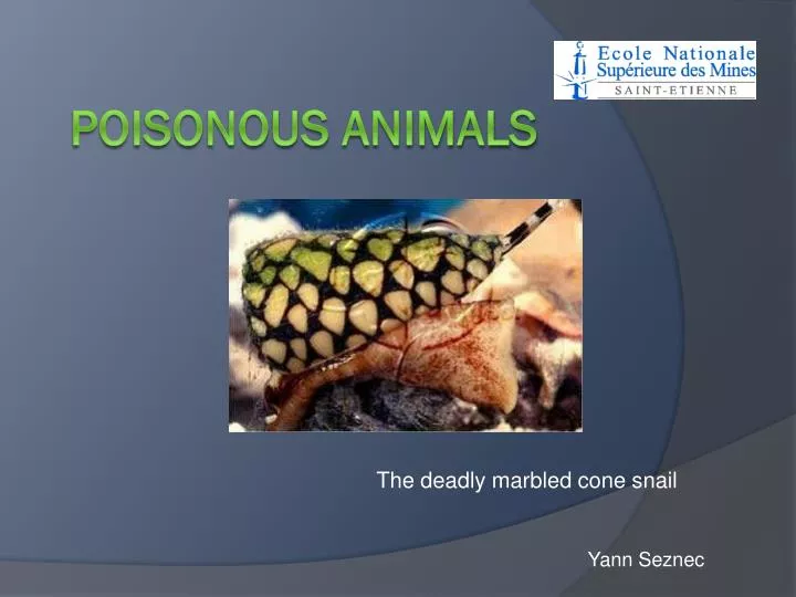 the deadly marbled cone snail
