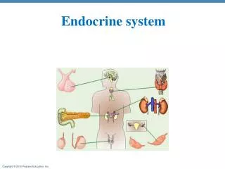 Endocrine system