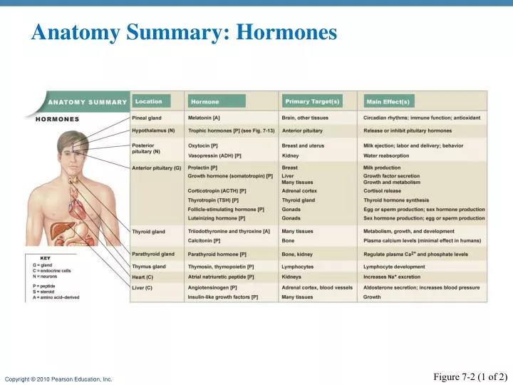 anatomy summary hormones