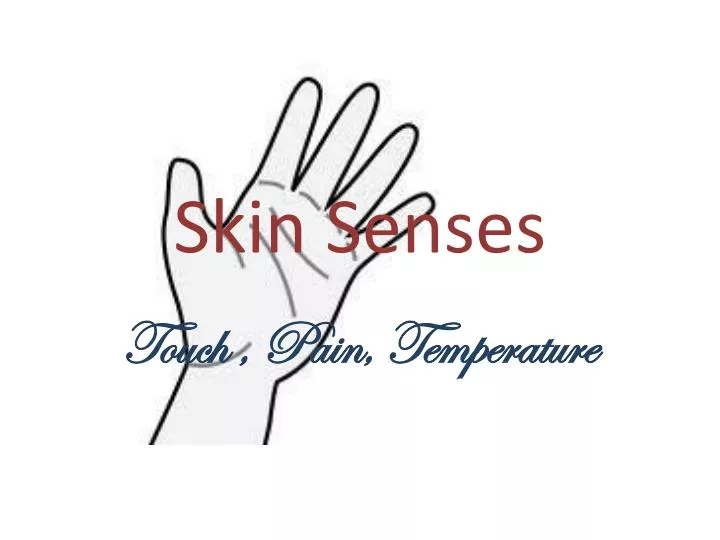 skin senses