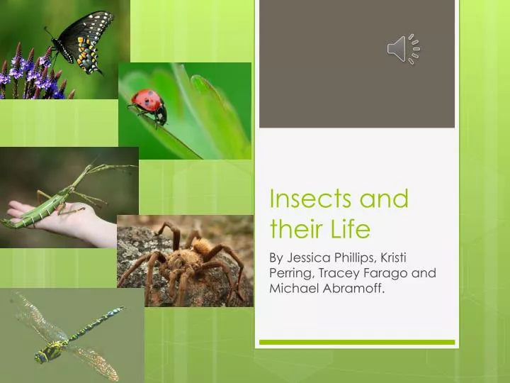 insects and their life