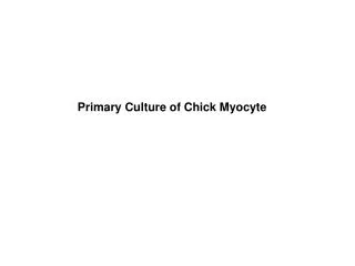 Primary Culture of Chick Myocyte