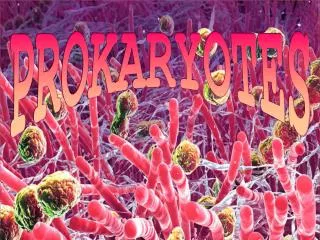 PROKARYOTES