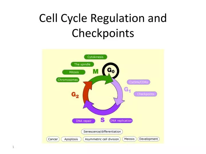 cell cycle regulation and checkpoints