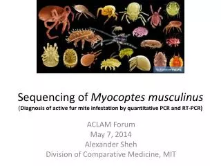 ACLAM Forum May 7, 2014 Alexander Sheh Division of Comparative Medicine, MIT