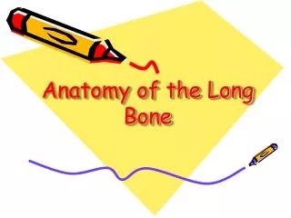 Anatomy of the Long Bone