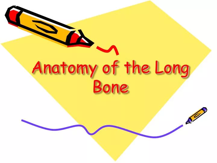 anatomy of the long bone