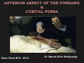 ANTERIOR ASPECT OF THE FOREARM &amp; CUBITAL FOSSA